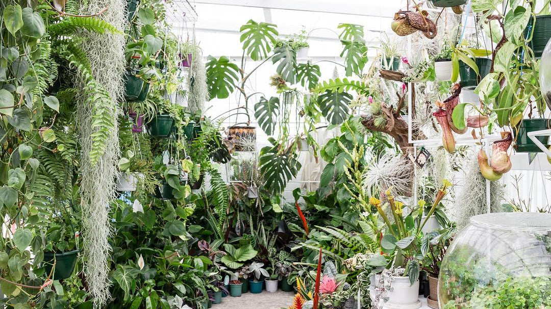 Finding Inspiration in the Plant Shops of Australia