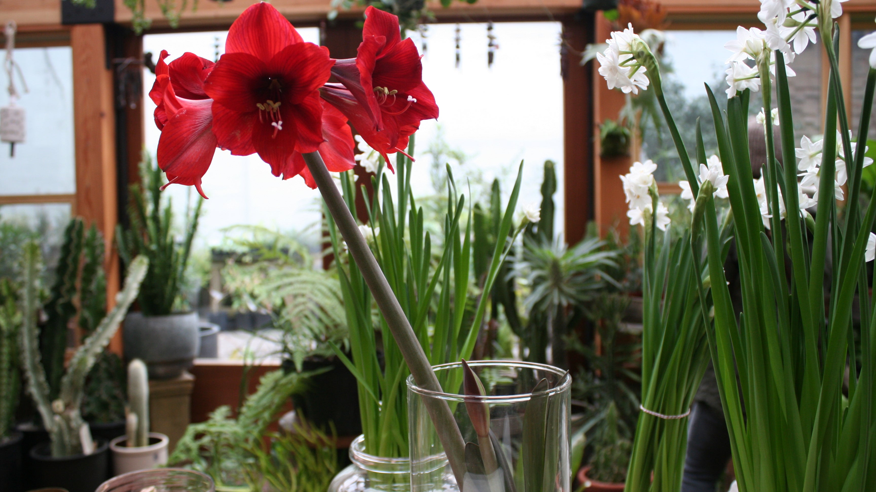 Top 5 Winter-Blooming Houseplants