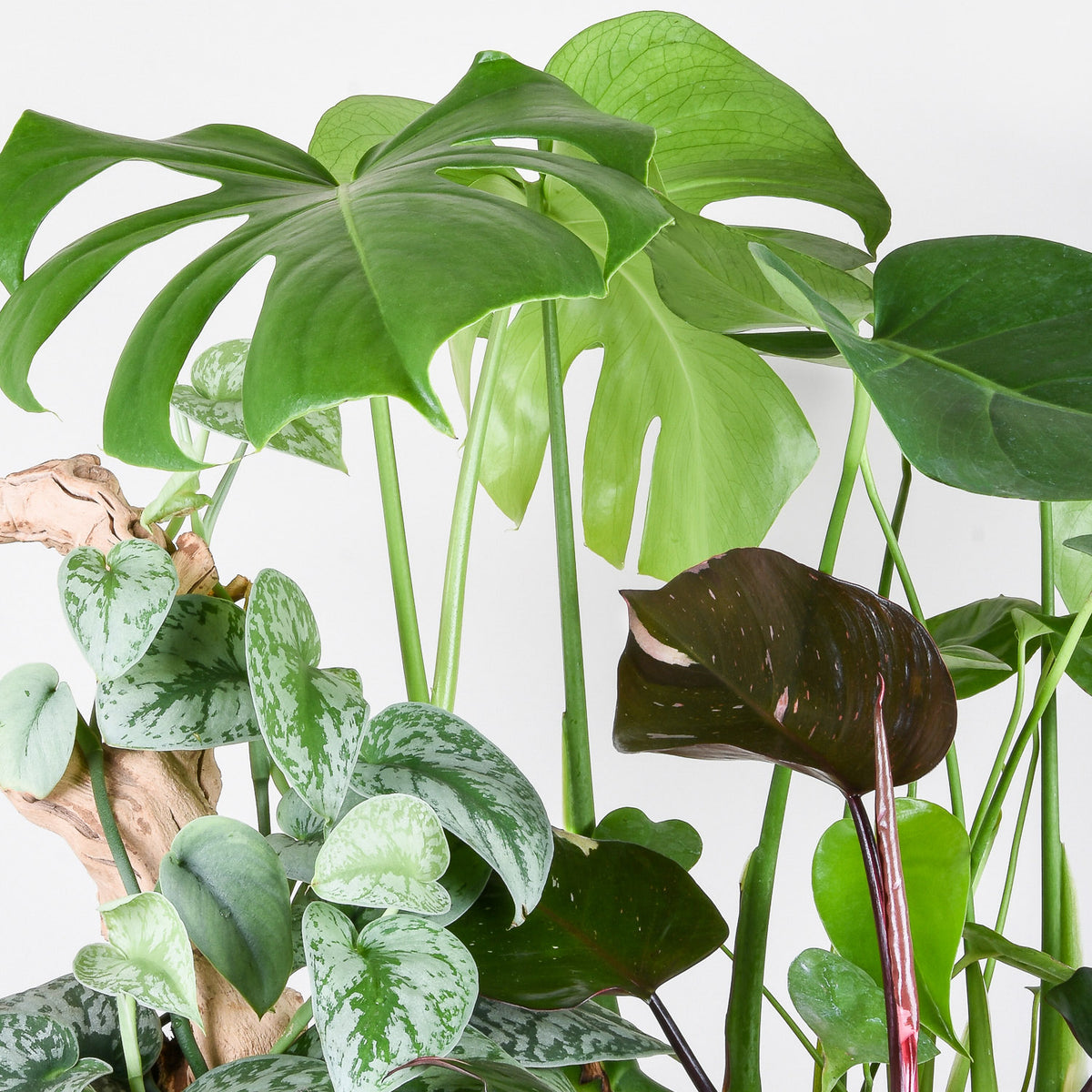 stevie wonder plants Stevie Wonder