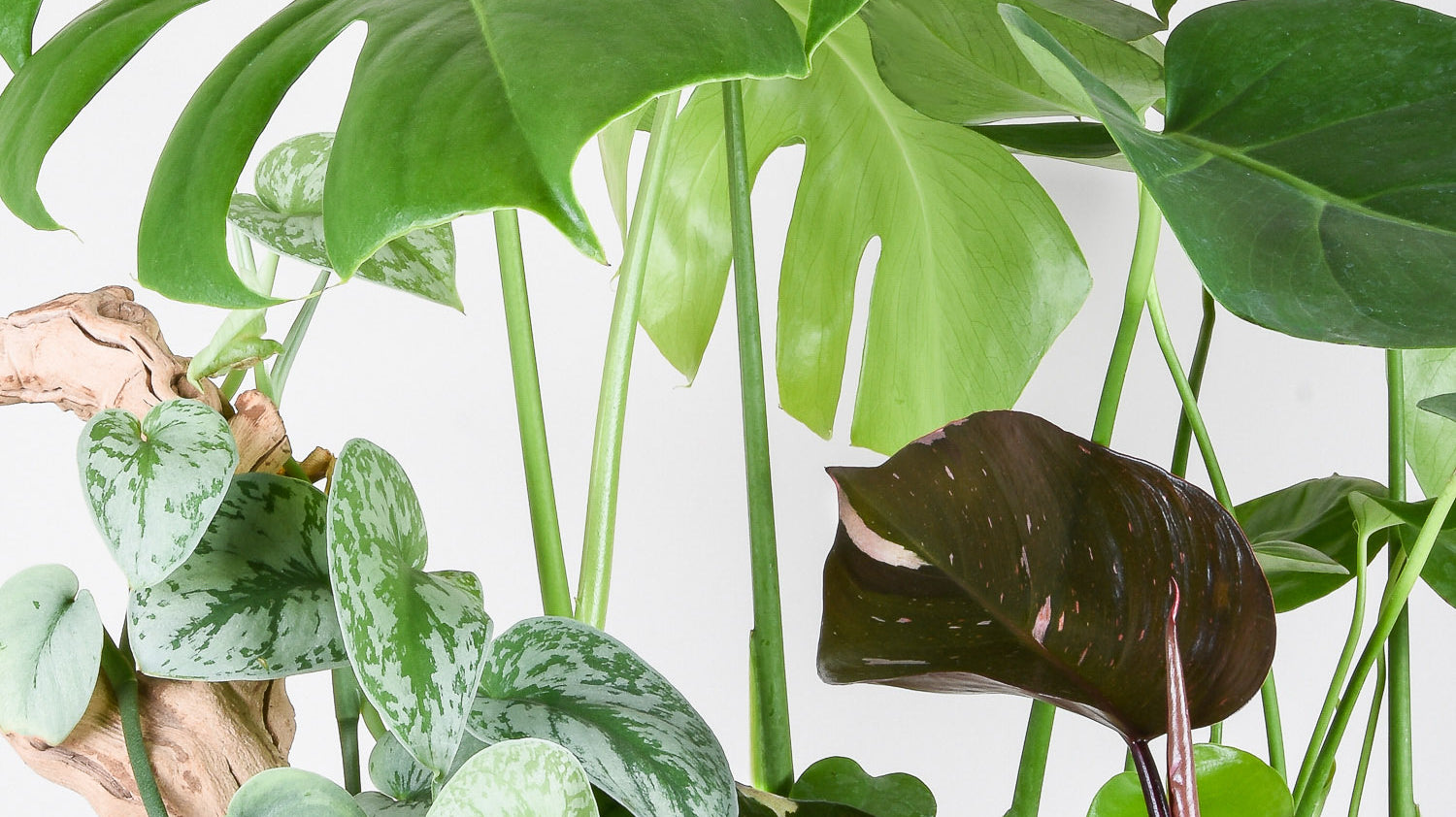 All About Araceae: A Guide to Growing and Caring for Indoor Aroids