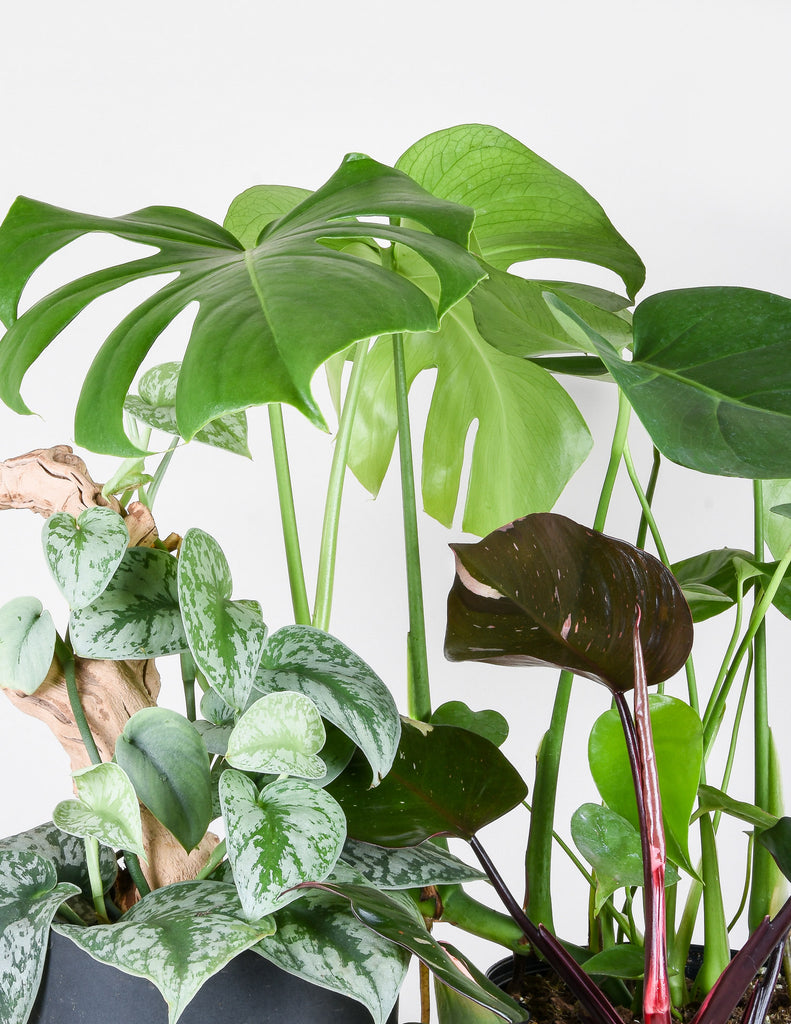 All About Araceae: A Guide to Growing and Caring for Indoor Aroids