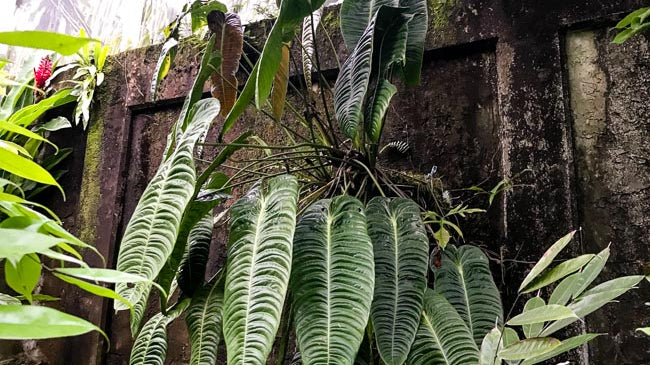 An Introduction to Anthuriums: Our 5 Favorite Species and Anthurium Care