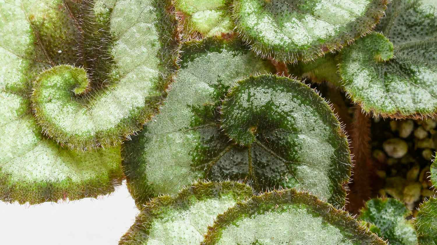 All About Begonias: A Guide for Successful Begonia Care