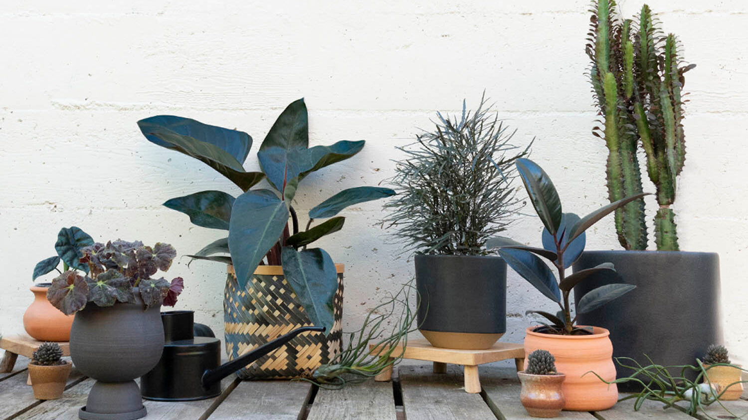 Black Houseplants: Your Guide to an Indoor Goth Garden
