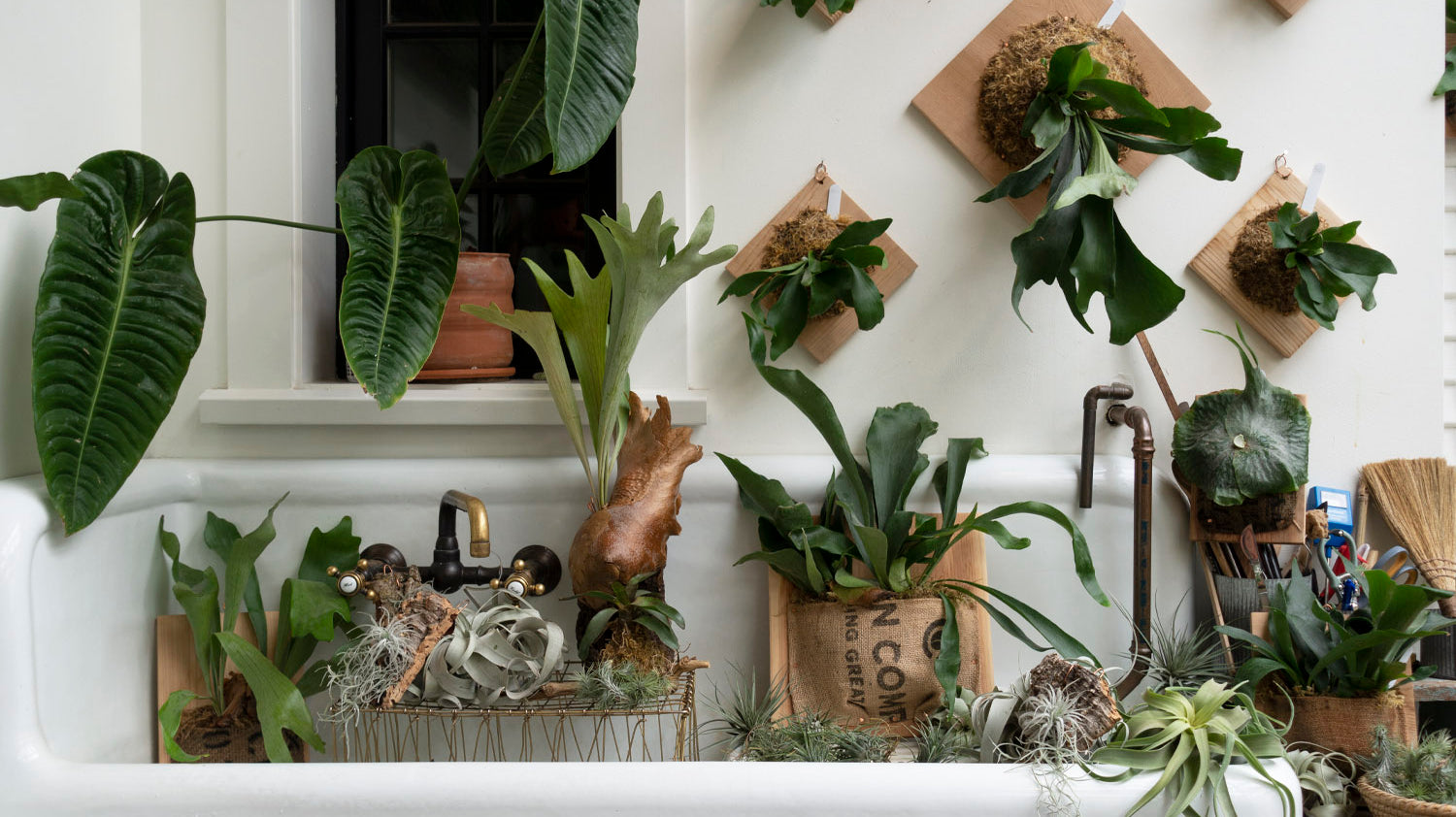 Introduction to Epiphytes: What They Are & How to Care for Them 