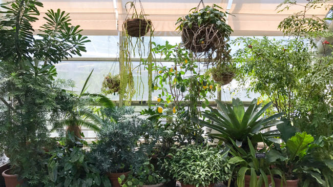 Photo Diary: Greenhouse Visit to Brooklyn Botanic Garden Conservatory