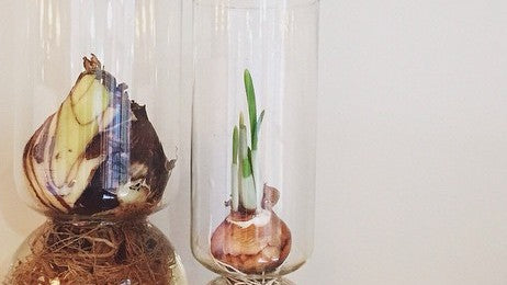 How To Force Bulbs for Indoor Blossoms