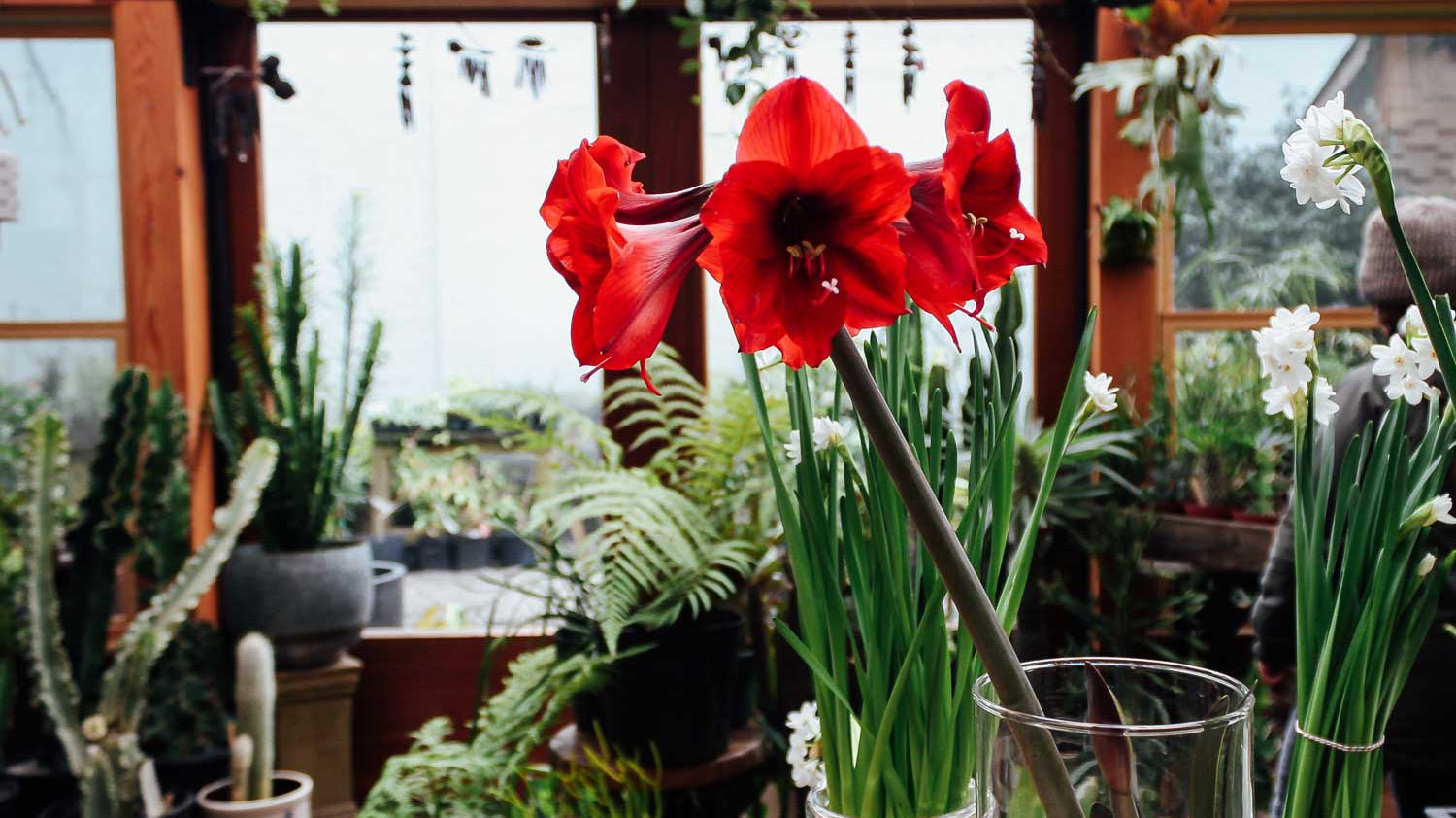 New Year, New Blooms: Forcing Bulbs for Flower Magic