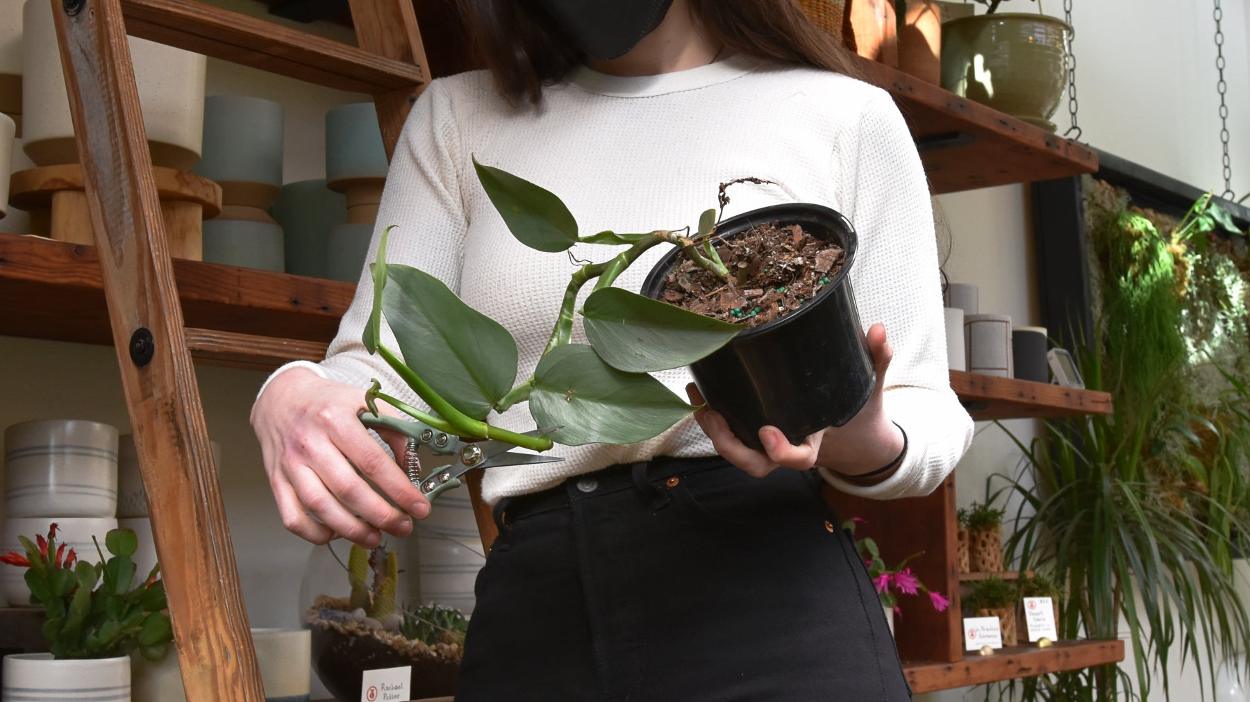 Leggy Houseplants: Why Plants Stretch Out and What to Do About It