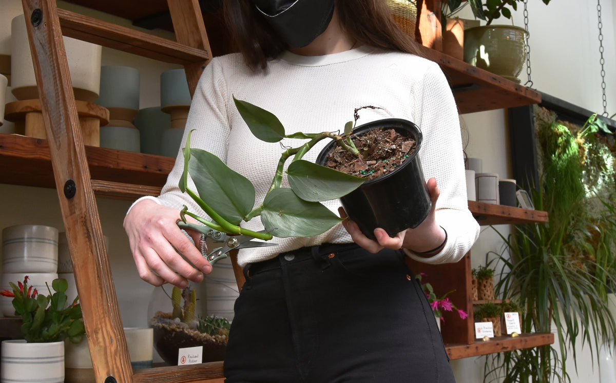 Leggy Houseplants Why Plants Stretch Out and What to Do About It