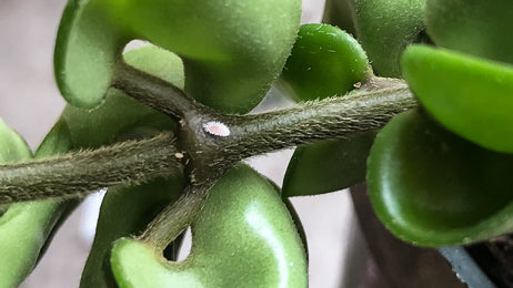 Dealing with Houseplant Pests, Part 1: Background, Prevention and Treatment Methods