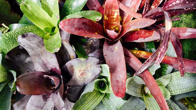 All About Bromeliads: Our New Favorite Bromeliad Genera and How To Care For Them