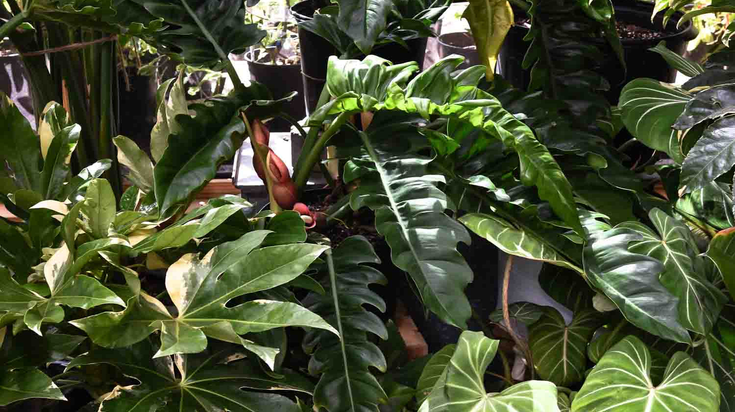 Plant Care = Self Care: Discover the Health Benefits of Houseplants