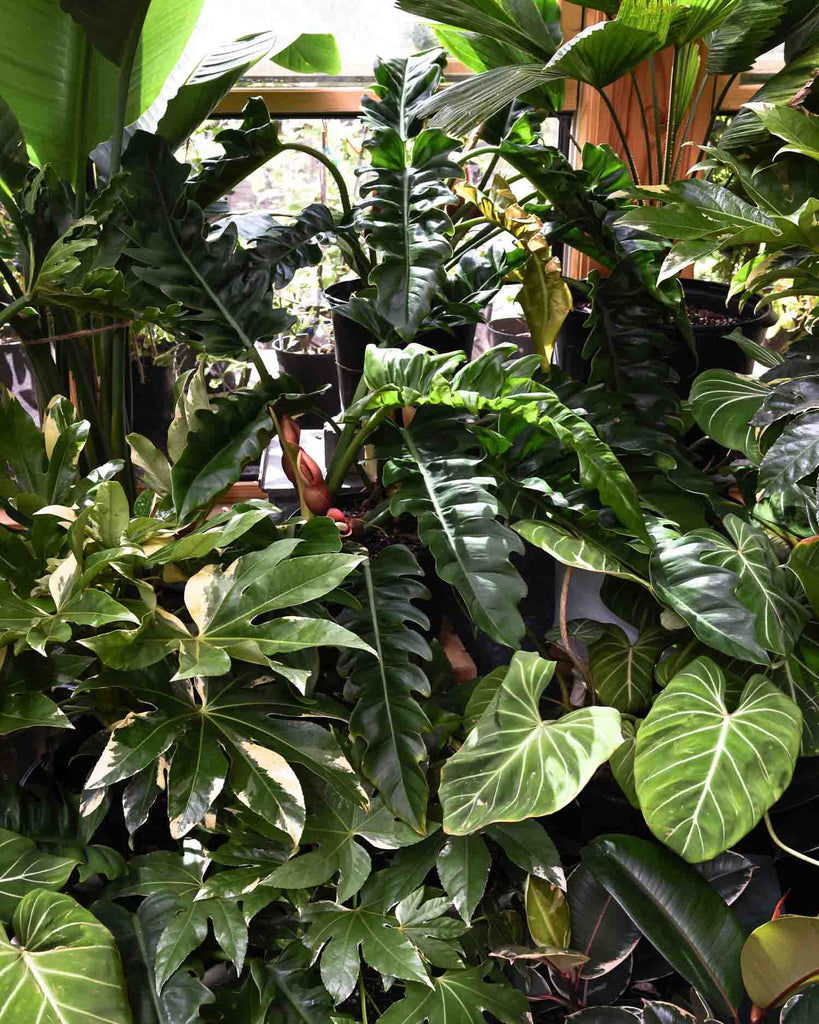 Plant Care = Self Care: Discover the Health Benefits of Houseplants