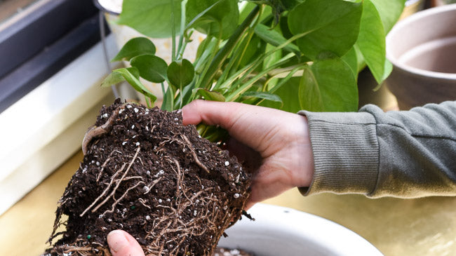 How to Choose the Right Pot: A Guide to Repotting Houseplants