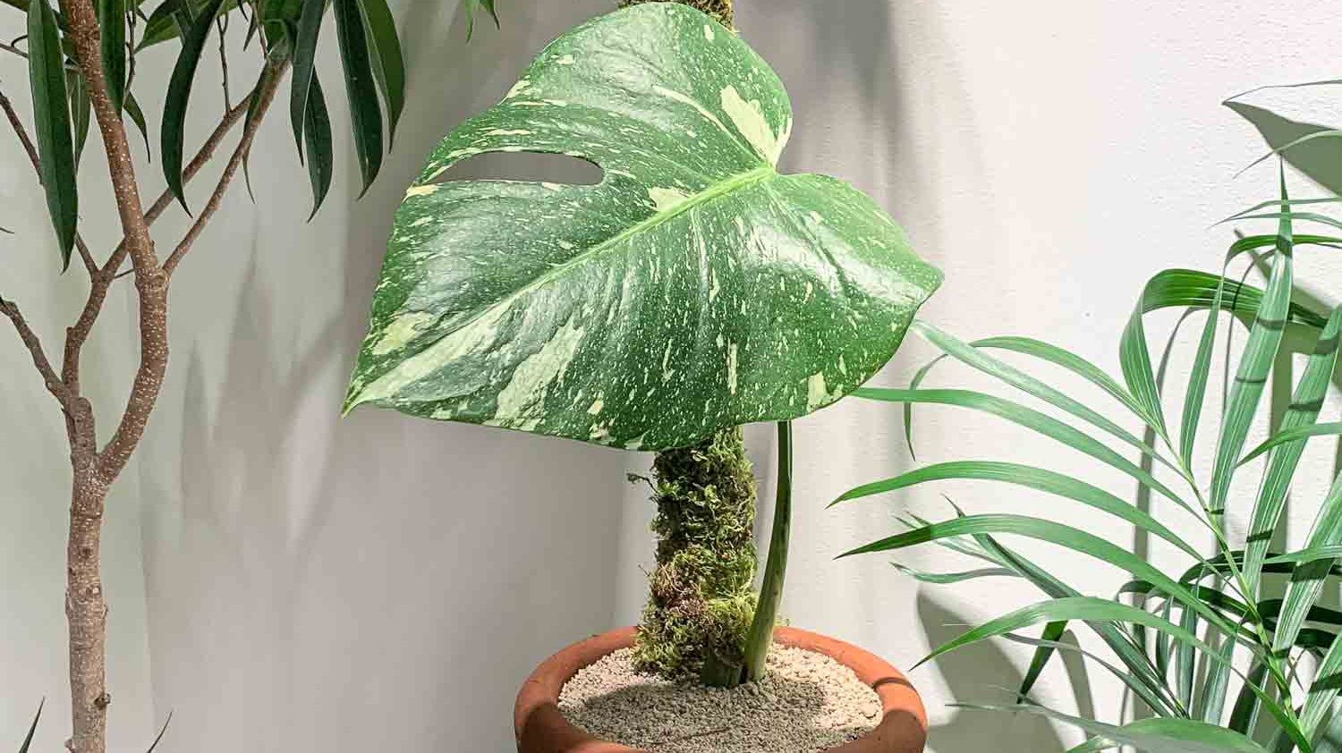 Looking for Larger Leaves? Try a Moss Pole