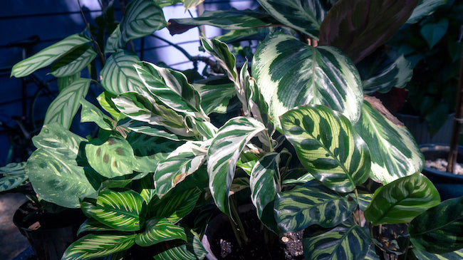 A Guide to Prayer Plants: How to Grow Maranta, Calathea, and other Marantaceae Indoors