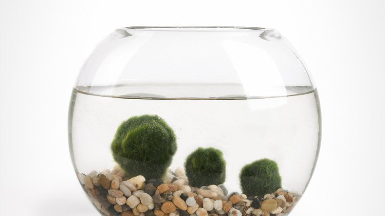 Marimo Moss Ball Care: How to Grow and Care For Marimo Moss