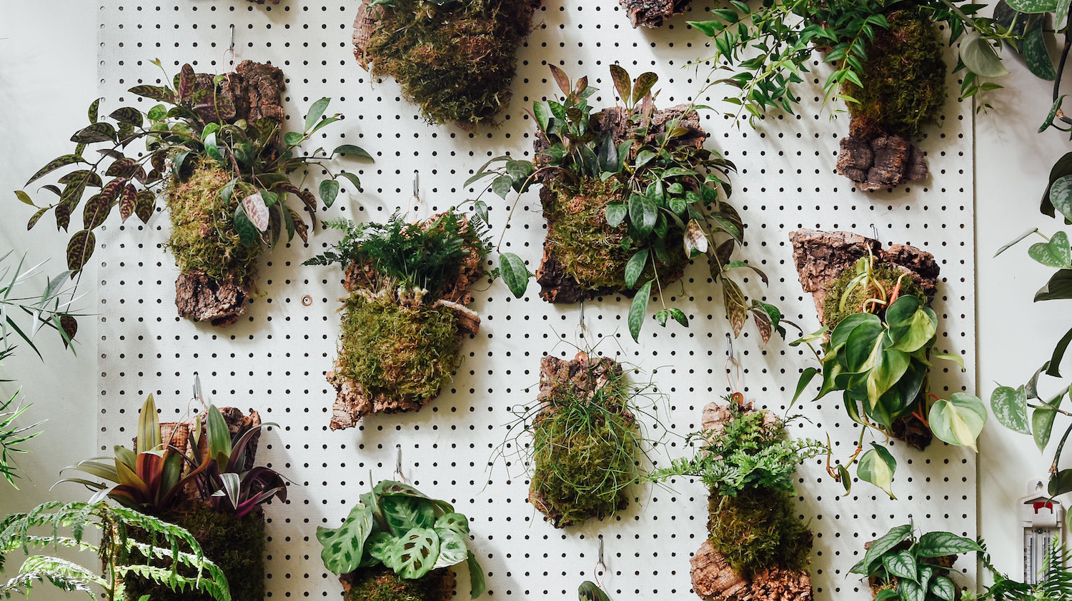 Gifts for Plant Lovers: Top 10 Picks from the Pistils Team