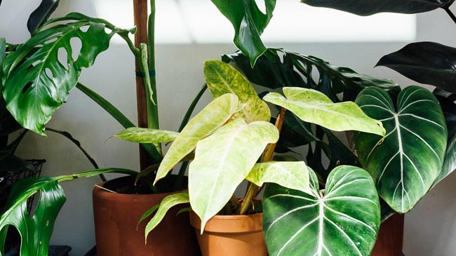 Poisonous Houseplants: 10 Indoor Plants for Pet Owners and Parents to Avoid