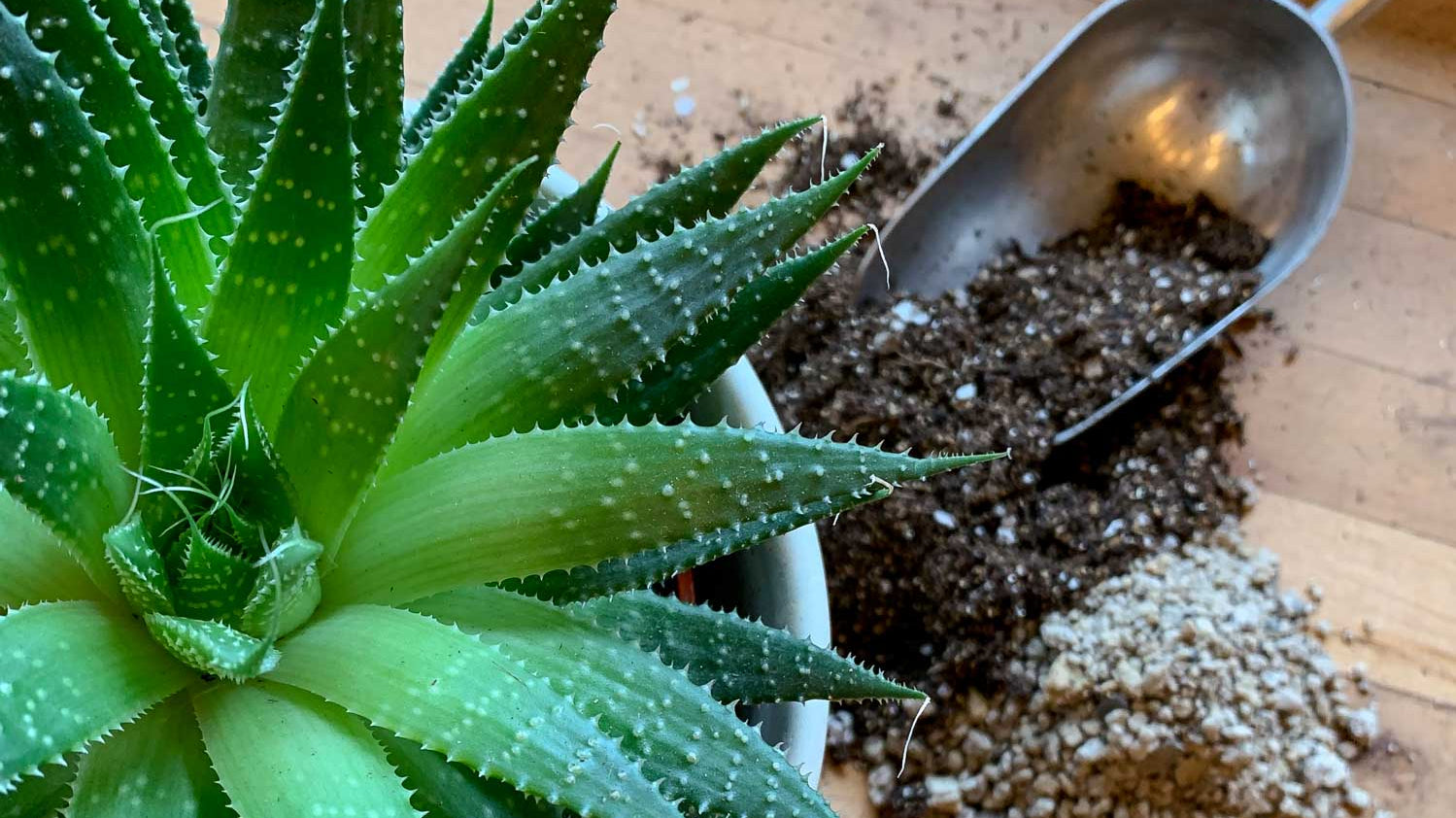 Recipes for Houseplant Health: Soil Substrates and Potting Mixes