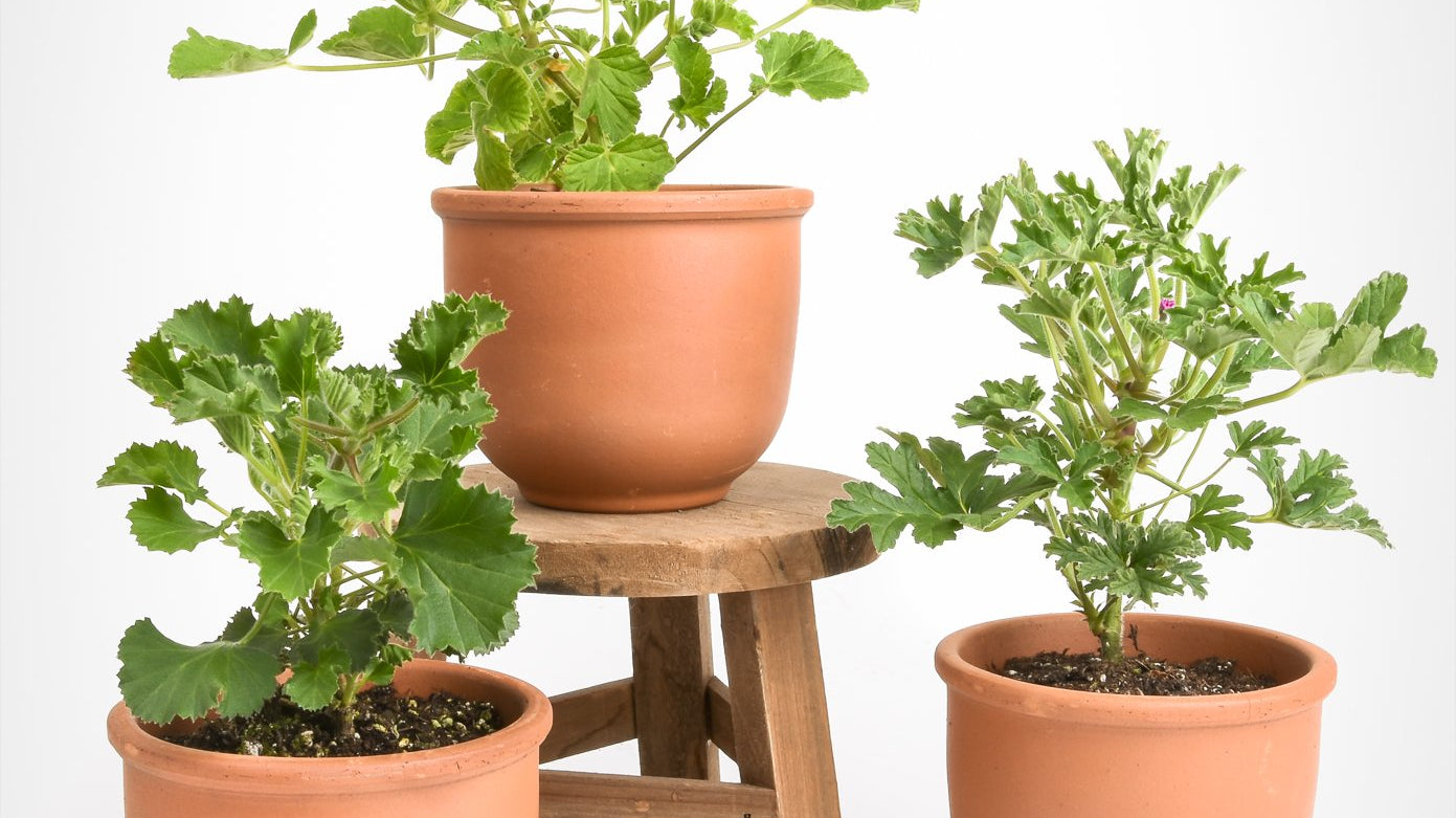 Signs of Spring: Selecting and Caring for Pelargoniums, aka Scented Geraniums