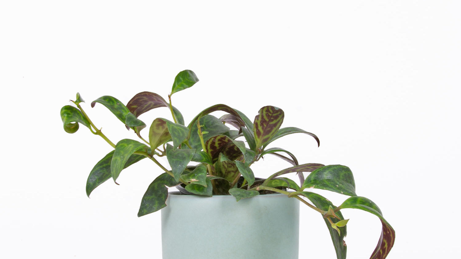 Aeschynanthus sp. - Lipstick Plant