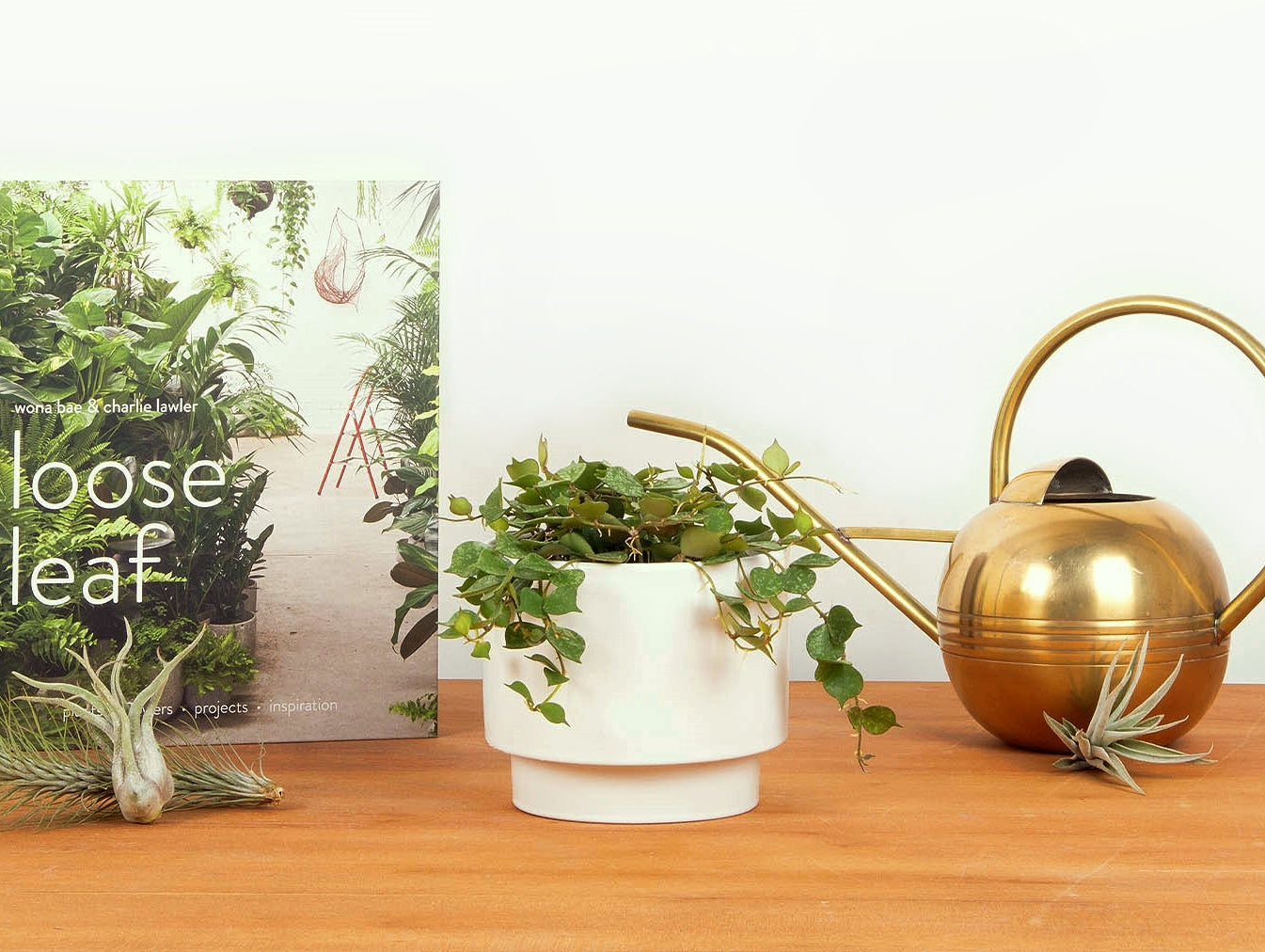 How to Water a Plant: A Guide to Different Watering Styles
