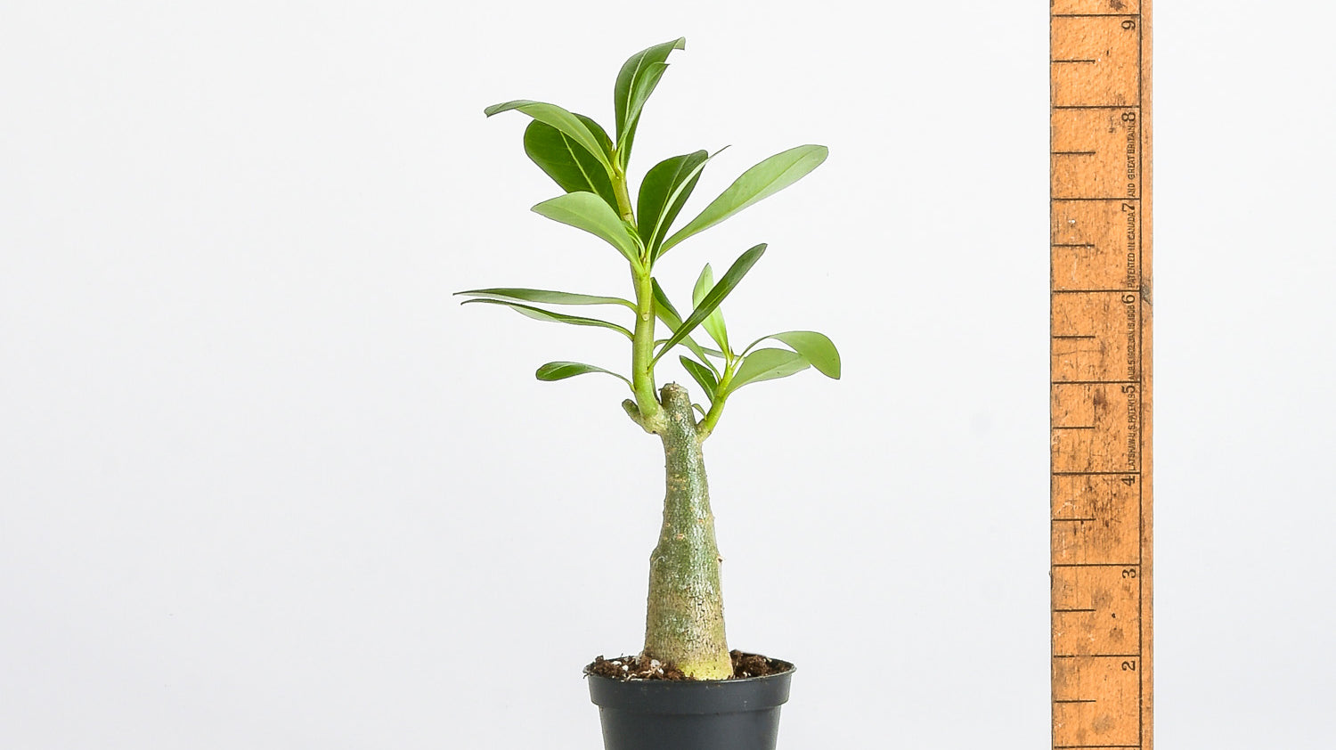Adenium obesum - Desert Rose