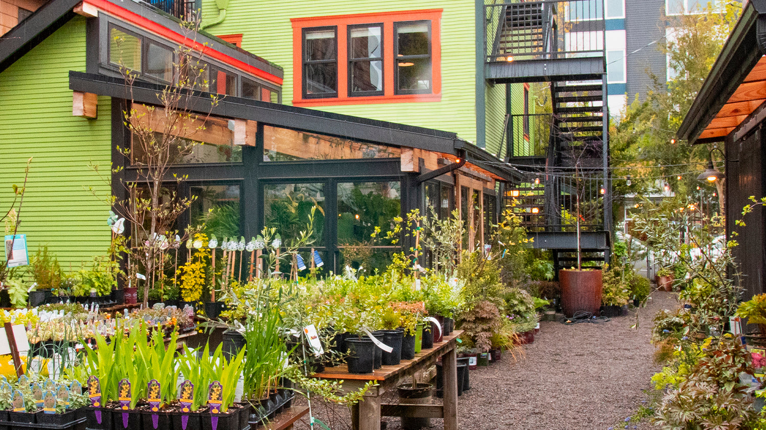 Celebrate Earth Day With Us: A Love Letter to the Ginkgo Tree