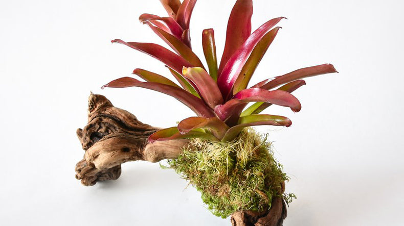 Bromeliad Mount Care: How to Water and Care for Mounted Bromeliads