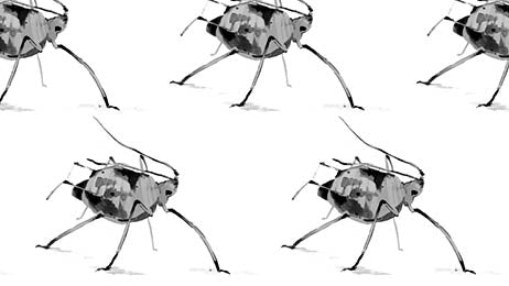 Dealing with Houseplant Pests, Part 3: Q/A with our Plant Health Specialists