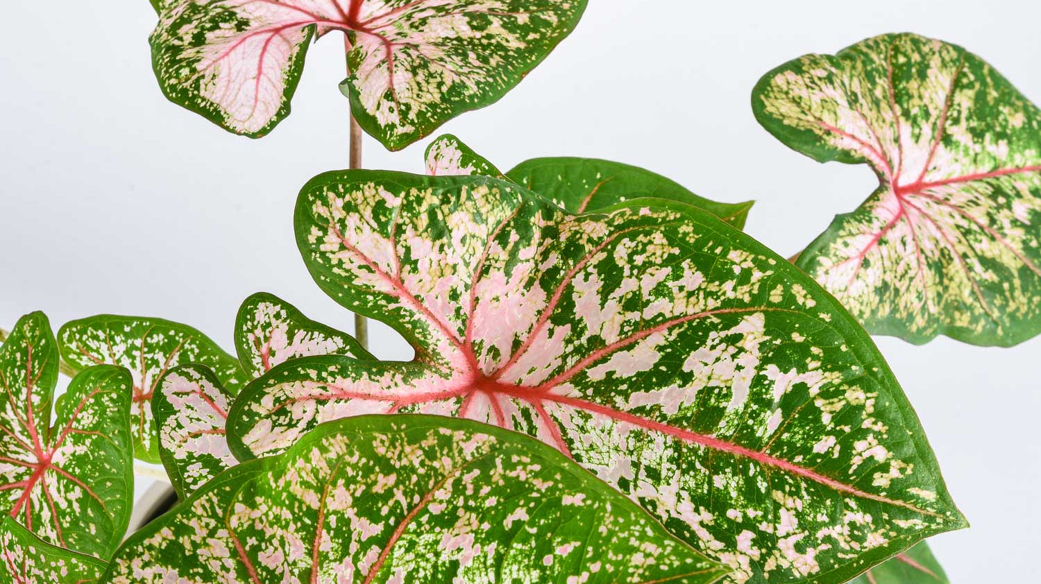 Growing and Caring for Tropical Bulbs: Deciduous Aroids, Caudiciforms and Beyond