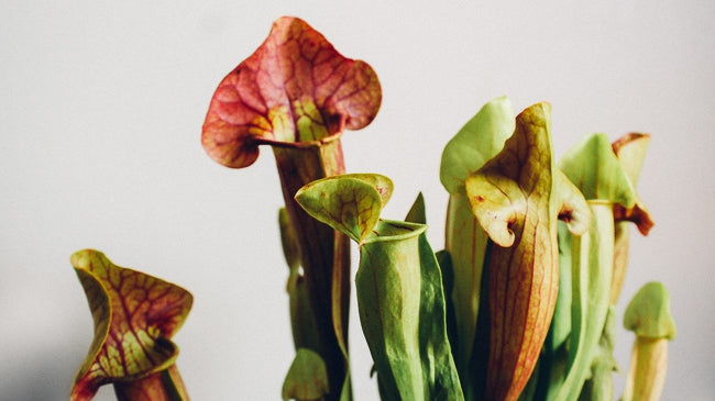 Carnivorous Plants Are Beautiful… and Ruthless!