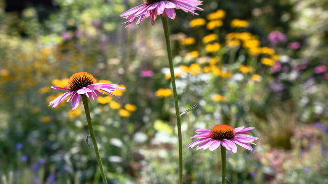 Drought Tolerant Plants: Our 15 Favorites for Late Summer Gardens
