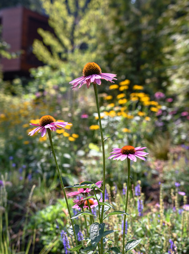 Drought Tolerant Plants: Our 15 Favorites for Late Summer Gardens