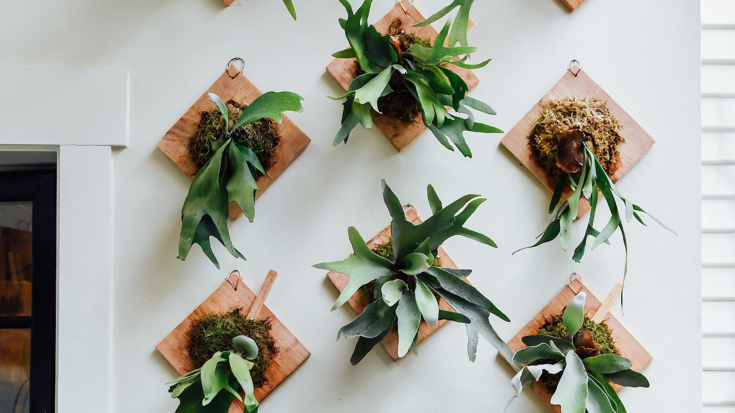 Staghorn Fern Care: How To Water, Grow and Care for Mounted Staghorn Ferns