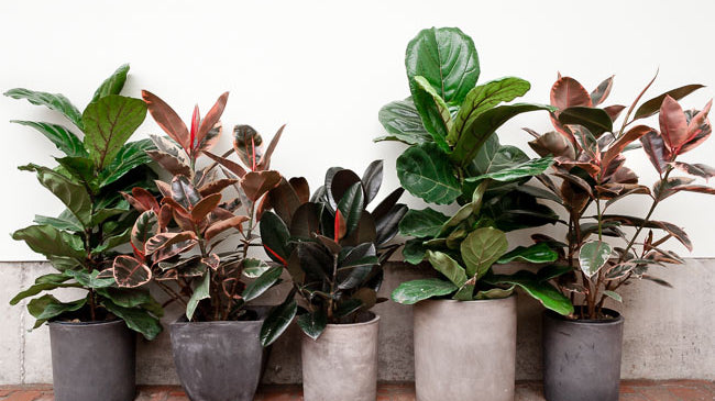 Spring Indoor Plant Care: 5 Steps to Happier Houseplants
