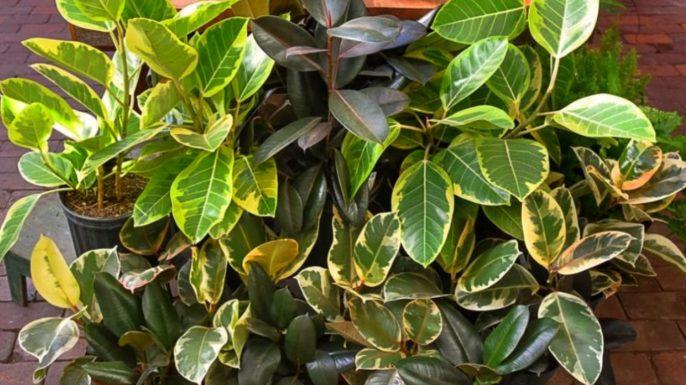 Ficus species group, altissima, audrey, elastica, burgundy