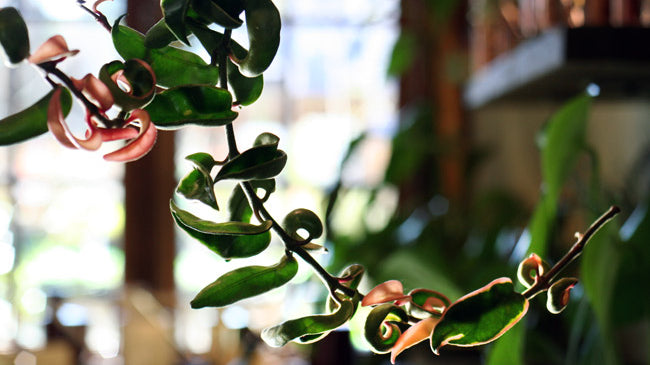Five Reasons You Need Indoor Plants: The Many Benefits of Houseplants