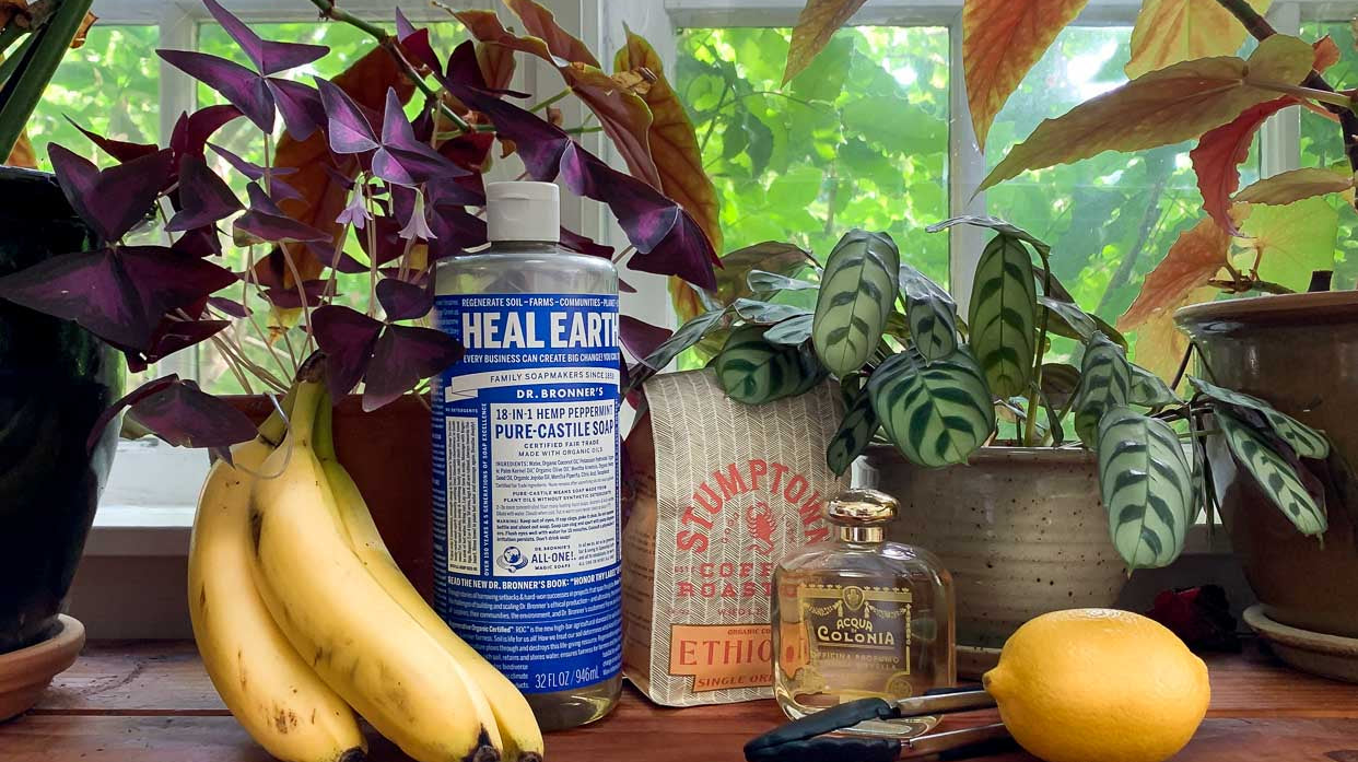 Creative Reuse for Indoor Gardeners: Household Items for Your Houseplants