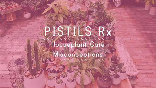 Pistils Rx: Common Houseplant Care Misconceptions