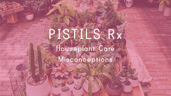 Pistils Rx: Common Houseplant Care Misconceptions