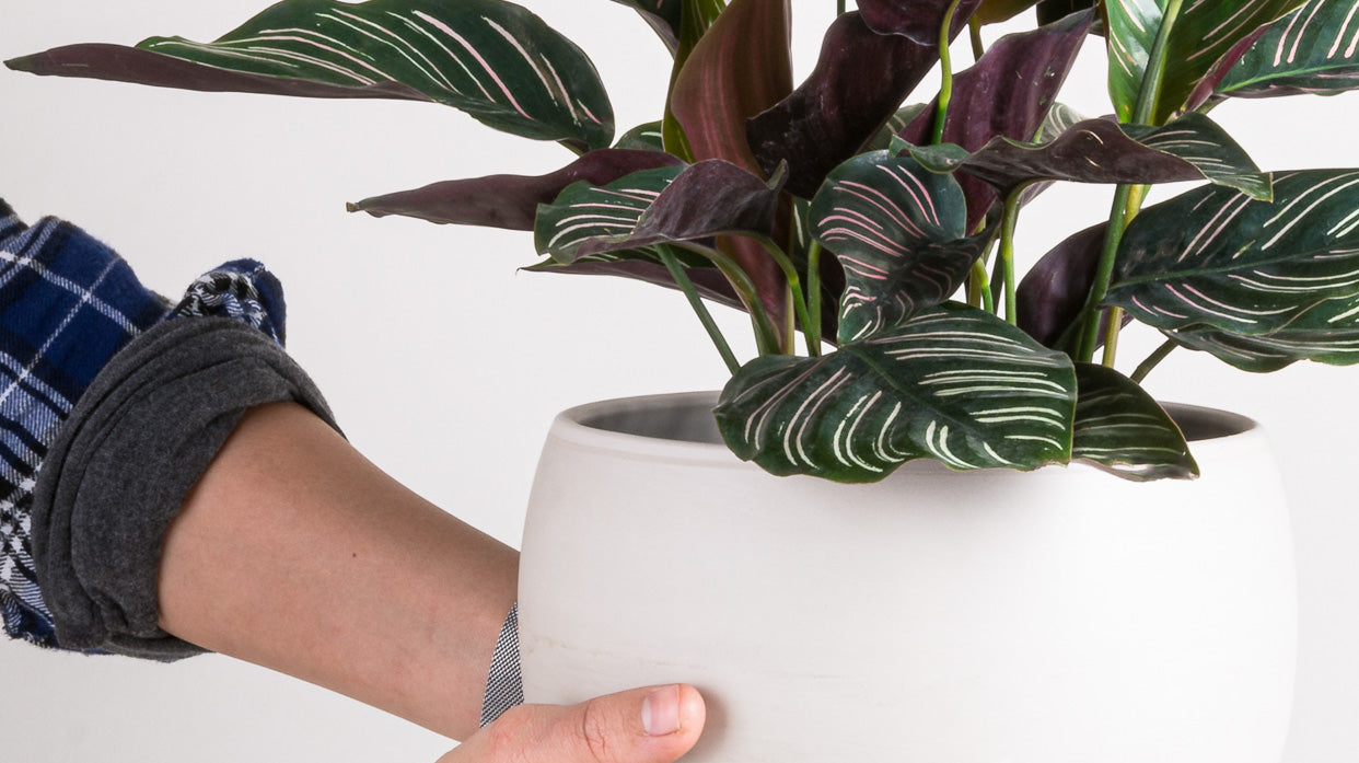 Turning Over a New Leaf: A Houseplant New Year’s Tradition