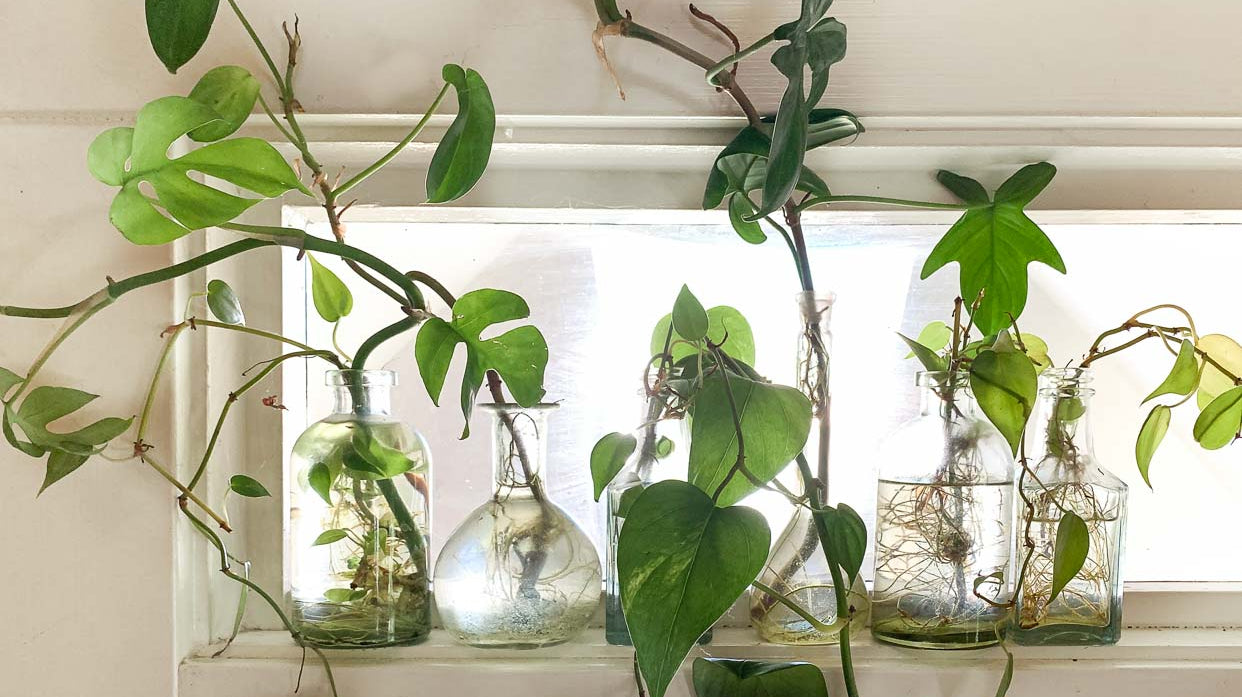 Houseplant Propagation 101: Growing New Roots