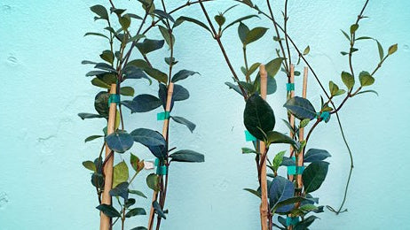 A Vine For Every Space: How to Grow Our Favorite Creepers