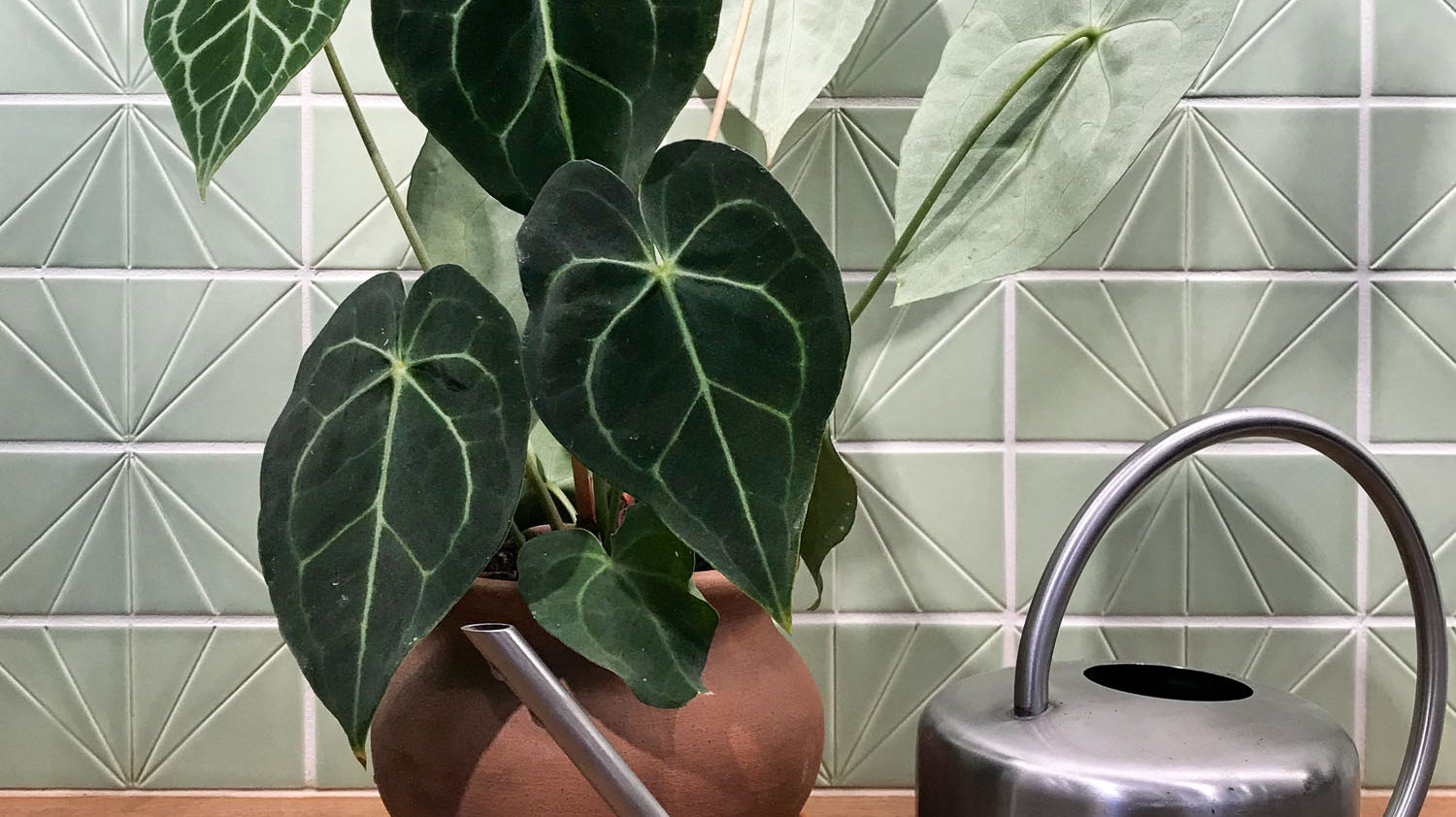 Humidity Hack: How To Make a Pebble Tray - Pistils Nursery