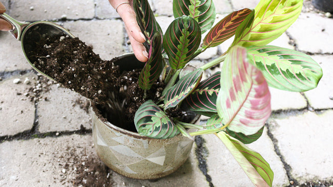 How To Re-Pot Indoor Plants and 5 Reasons Why You Should