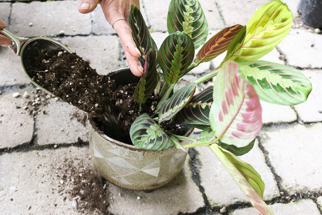 How To Re-Pot Indoor Plants and 5 Reasons Why You Should