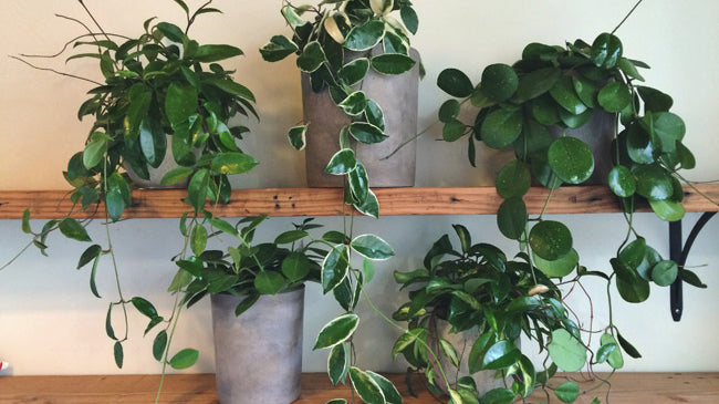 Hoya Plant Care: How to Grow Wax Plants and Get Them to Bloom